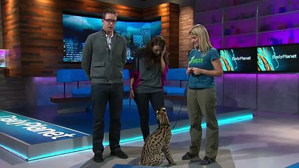 Jumping Serval Cat: Earth Ranger Meghan and Sammy visit Daily Planet