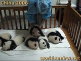 Baby Panda Crawling In A Crib Chengdu Pandas Research Center