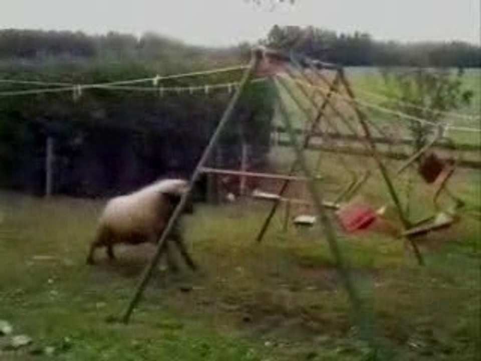IlàvuZidane[1][1]...