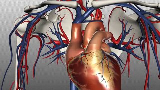Arteries of the body PART 1 Anatomy Tutorial