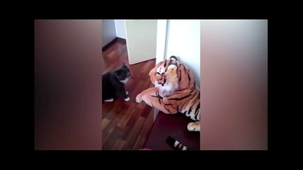 Funny Cat punching a toy tiger HD