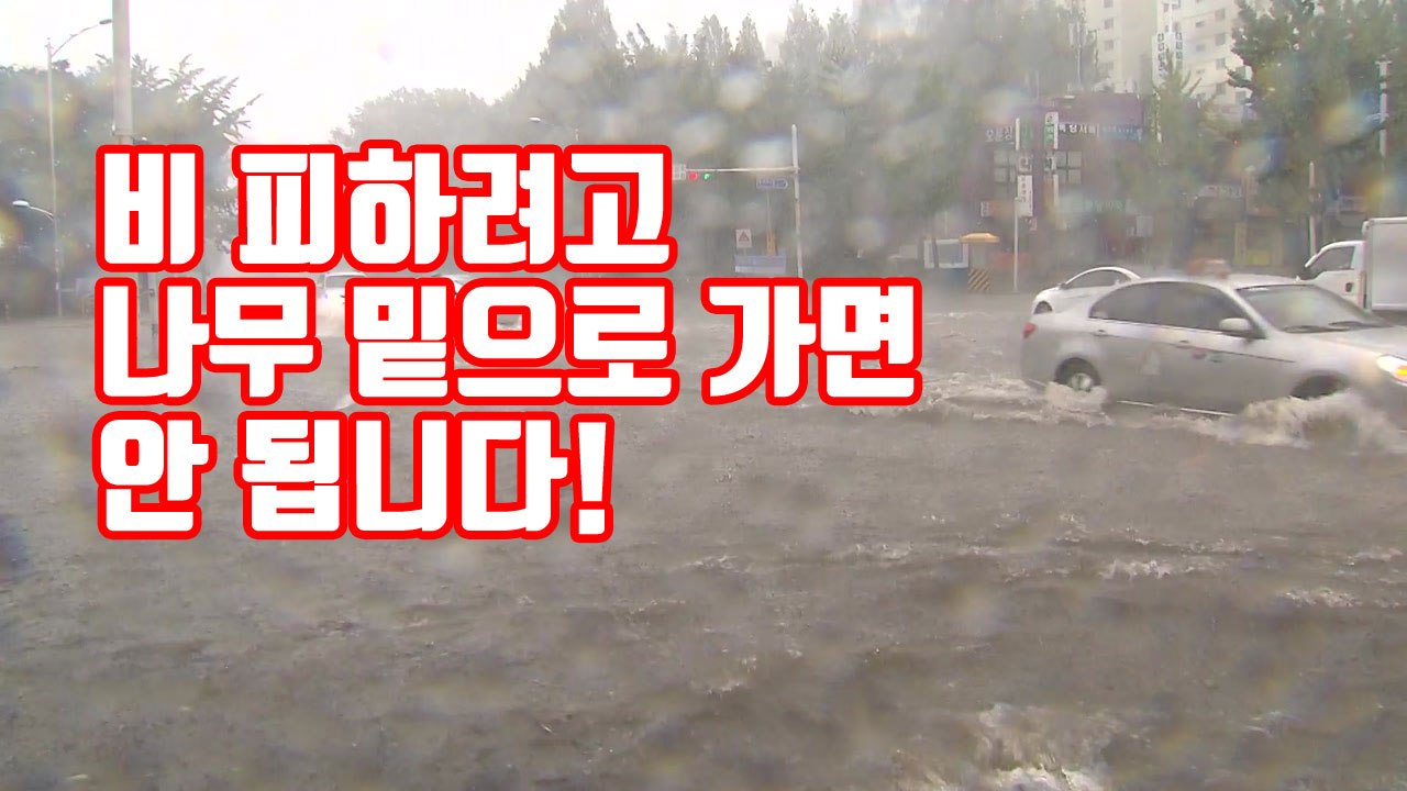 [자막뉴스] 비 피하려고 나무 밑으로 가면 안 됩니다! / YTN