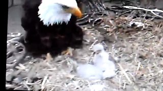 Decorah, Iowa (USA) Eagles Time for Nap Eaglets ☺