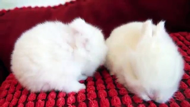 The Cutest White Baby Bunnies