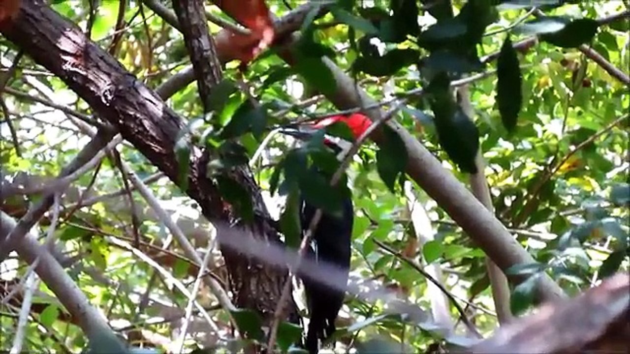 Pileated Woodpeckers Amazing Calls!