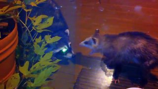 Raccoon vs. Possum