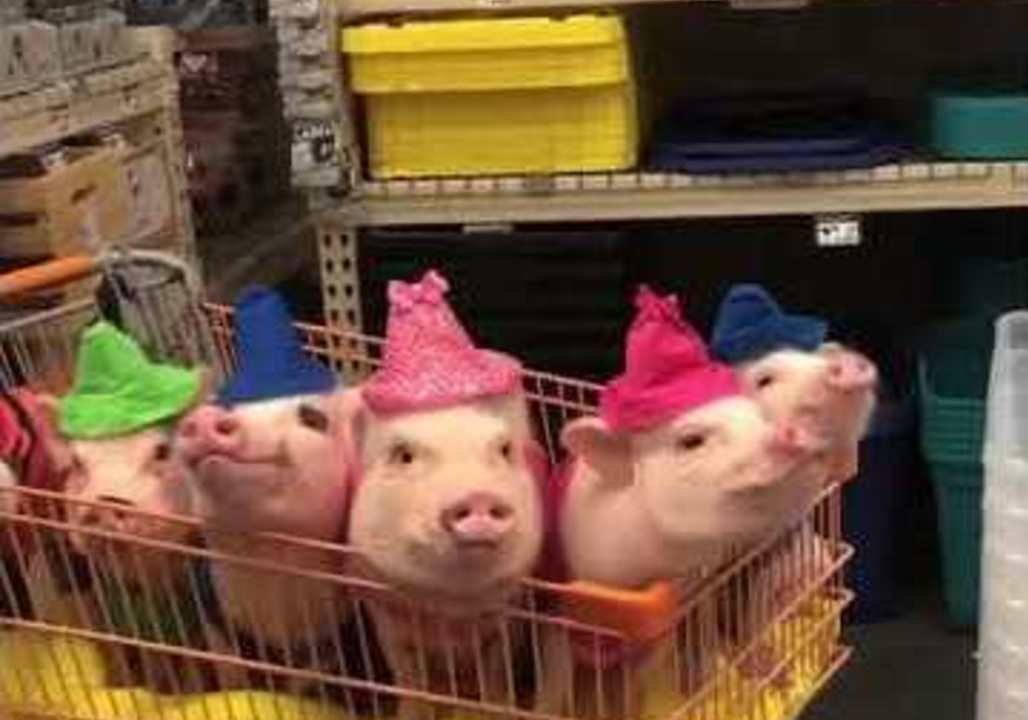 Five Pigs and a Pug Bring a New Meaning to Back-to-School Shopping