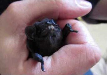 Hungry Microbat Devours Dinner in Queensland, Australia