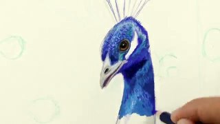 How to Draw a Peacock With Color Pencils Drawing Feathers and Birds