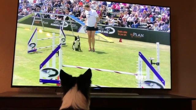 Border Collie enthusiastically watches herself win agility competition on TV