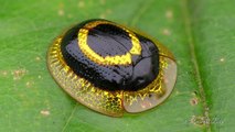 Dazzling golden target tortoise beetle from Ecuador