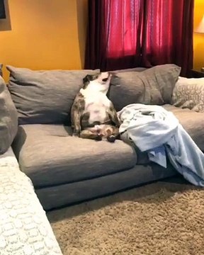 Hilarious bulldog sits upright like a person