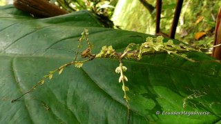 Intelligent Moss-Mimicking Stick Insect In Ecuador