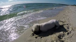 Puppy digs hole on beach, gets angry when ocean fills it up