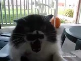 The Compilation Of Angry and Scary Cats