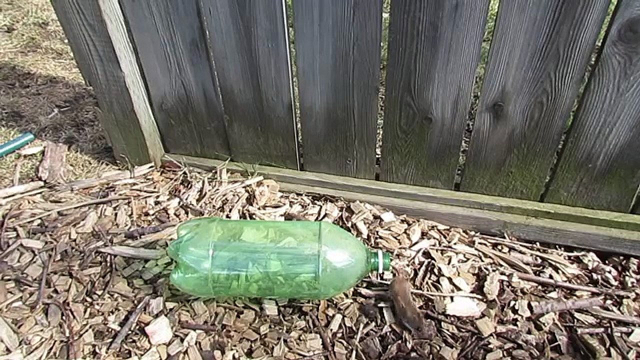 How to Make a ● Simple Catch and Release Bottle Mousetrap ( that works ! )