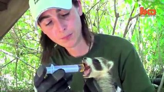 Cute Baby Raccoons Rescued and Reunited With Their Mother
