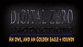 Royalty Free B Roll Footage. Owl and Golden eagle footage.