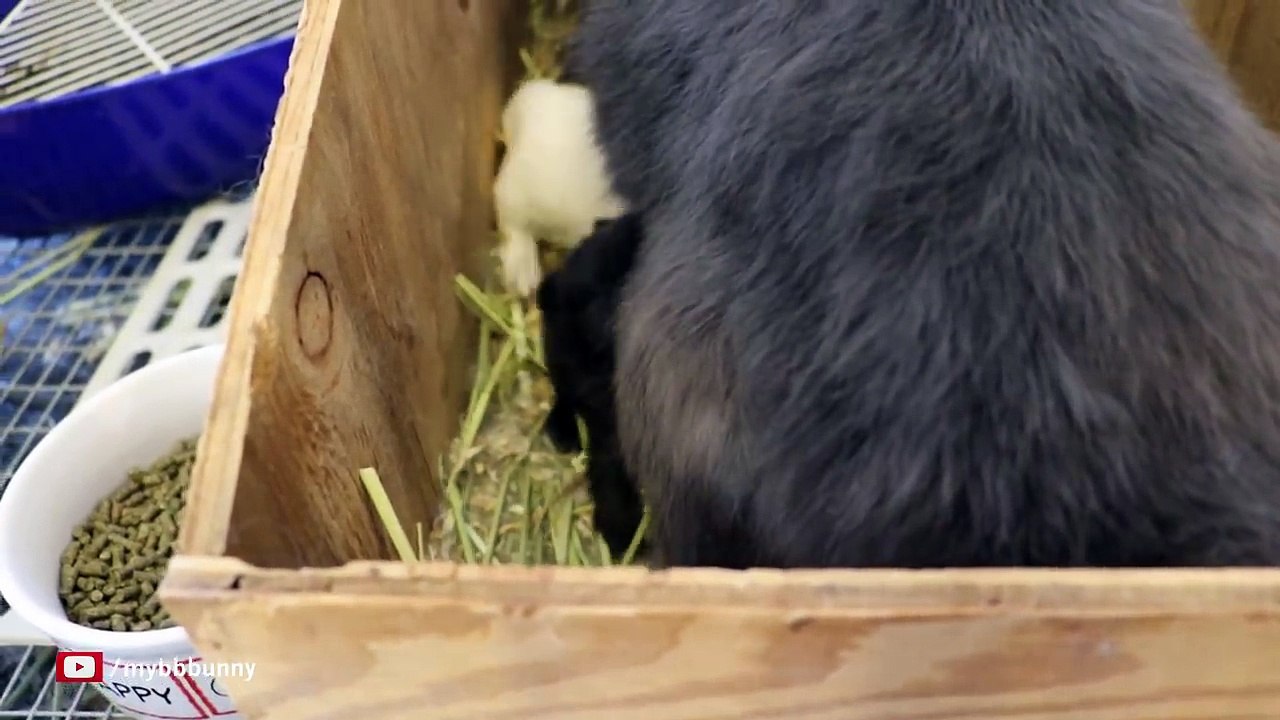 Super Bunny Mama in Action So Cute!