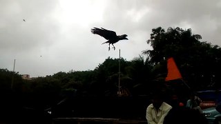Crow fly (slow motion)