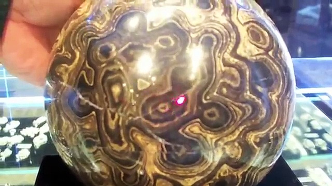 Ammonites, Stromatolite, Megladon,Taxacrinod, Keichousaurus, & more fossils with George!