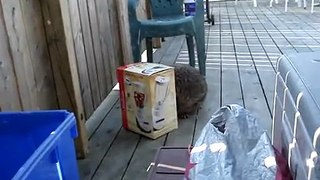 Mother Raccoon Rescues Babies