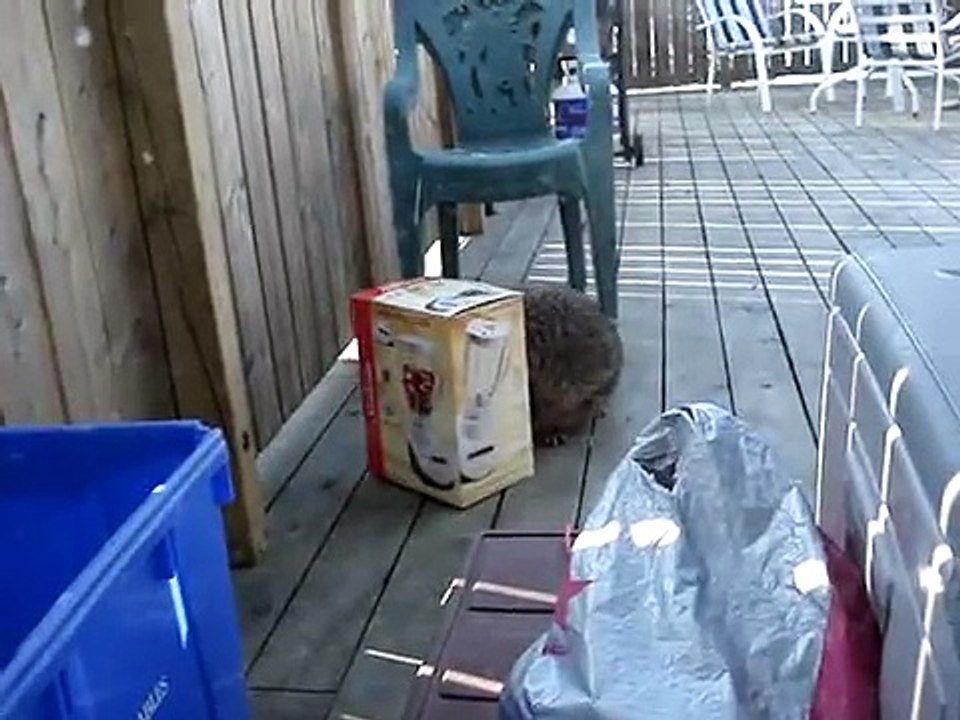 Mother Raccoon Rescues Babies