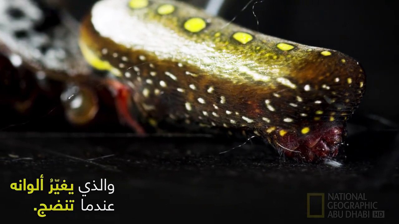 ينسج عنكبوت الموز خيوطاً حريرية شديدة القوة والمرونة