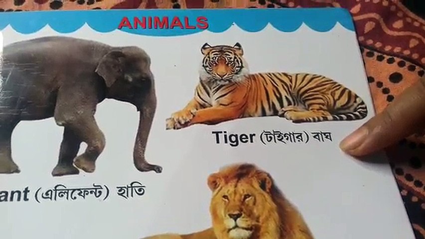 Animals Name For Kids English to Bengali || Wild Animals Name || Learn Animal  Names With - video Dailymotion
