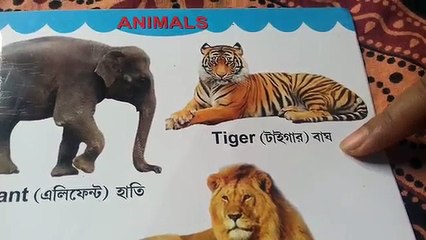 Animals Name For Kids English to Bengali || Wild Animals Name || Learn Animal Names With