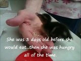 Hand Feeding Baby Duckling