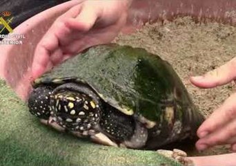 Spanish Police Raid Europe's 'Biggest' Illegal Turtle Farm
