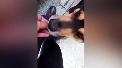 தன் காயத்திற்கு தானே சென்று bandage வாங்கும் நாய்-வீடியோ