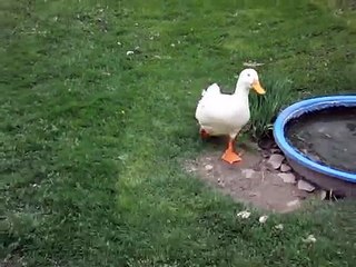 Ducks Flying in Slow Motion