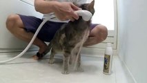猫っ風呂 Cat Shampoo