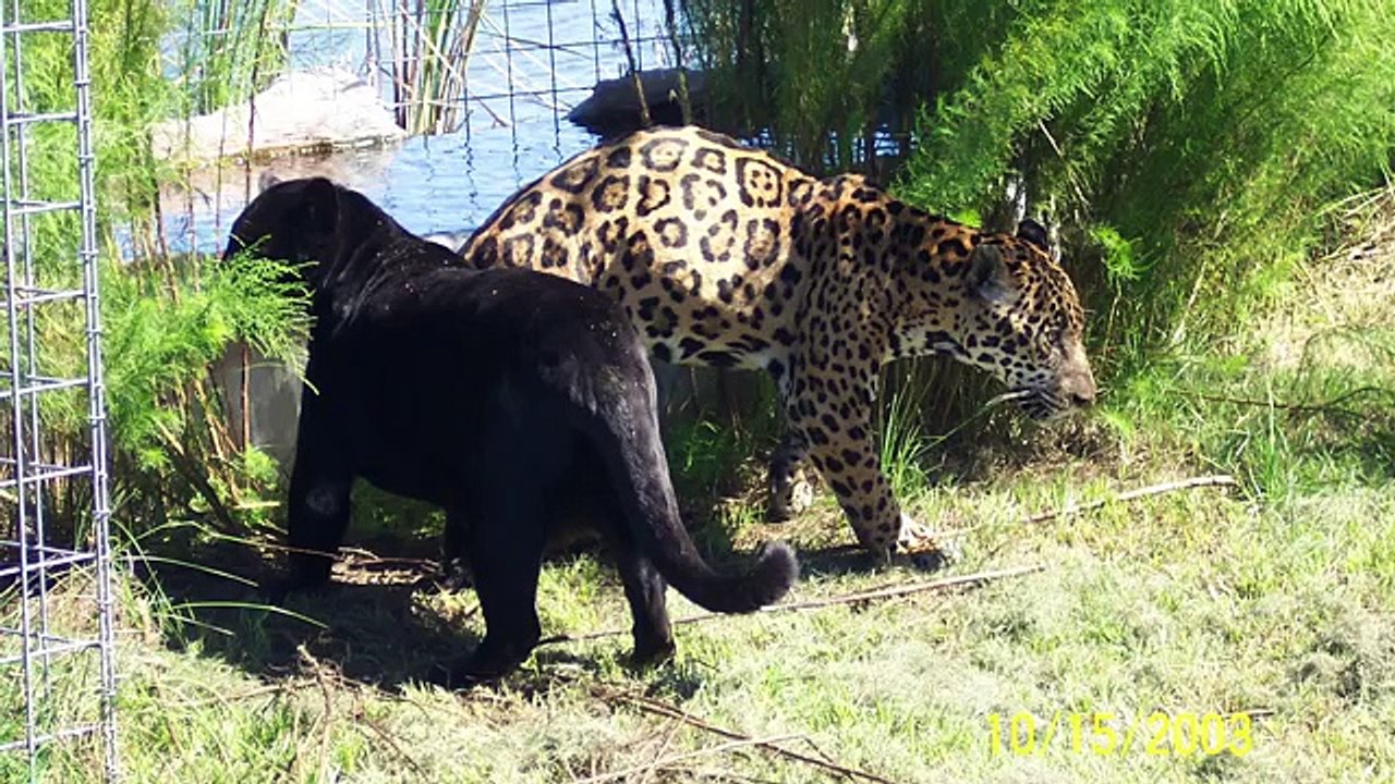 FAQ Friday: Is That A House Cat?
