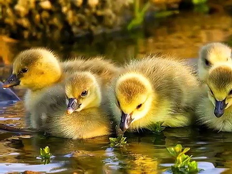 Piosenka dla dzieci Kaczuszki. Małe śliczne,.milutkie kaczuszki, kaczuchy i kaczki
