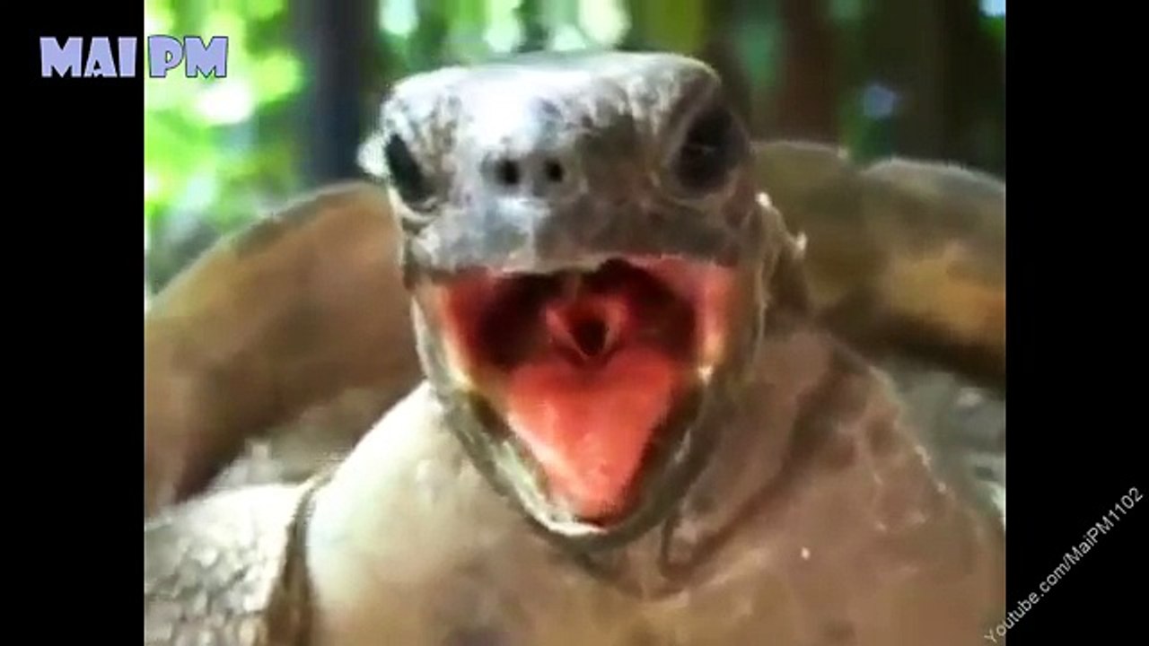 Top 10 Hilarious Turtles and Tortoise A Funny Animal Videos Compilation ...