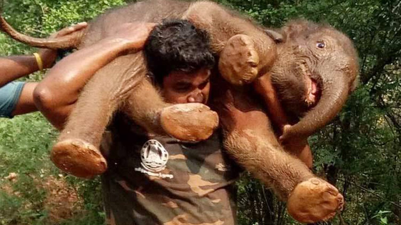 Kerala Flood में Elephant को Rescue करने वाले Army Jawan के Viral Photo की सच्चाई । वनइंडिया हिंदी