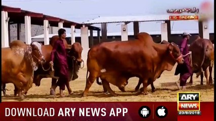 Amazing Dunya 23rd August 2018