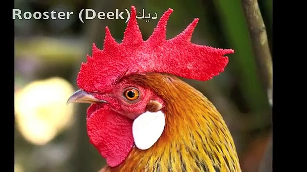 Learn Farm Animals | English & Arabic | Bilingual | حيوانات المزرعة بالعربية و الانجليزية