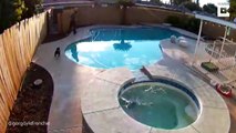 Il sauve son chiot de la noyade dans cette piscine