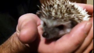 Hedgehog Unboxing: Skadi