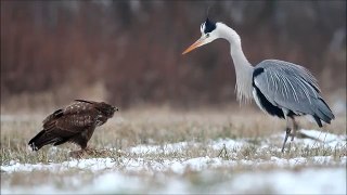 Grey heron fights common buzzard / czapla siwa i myszołów / Canon 400mm 5.6 Canon 7D / bir