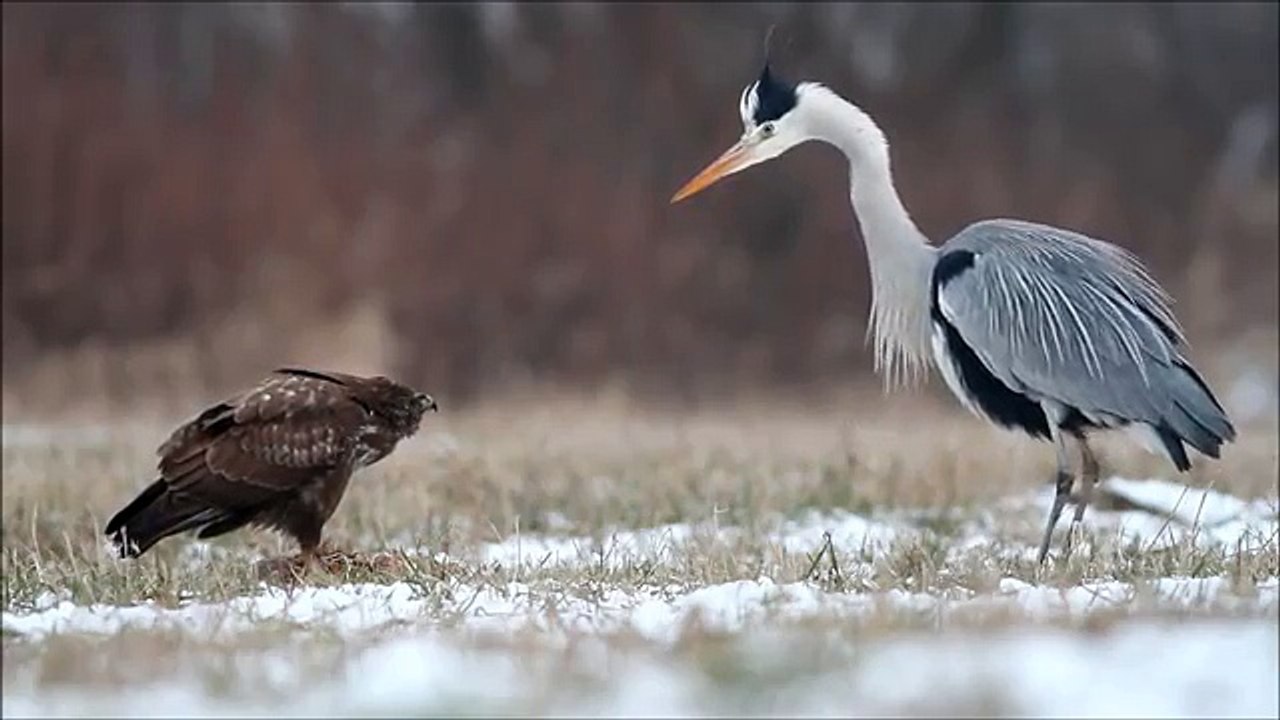 Grey heron fights common buzzard / czapla siwa i myszołów / Canon 400mm 5.6 Canon 7D / bir