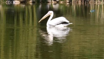 Kurban Bayramı'nda Hayvanat Bahçesine Yoğun İlgi