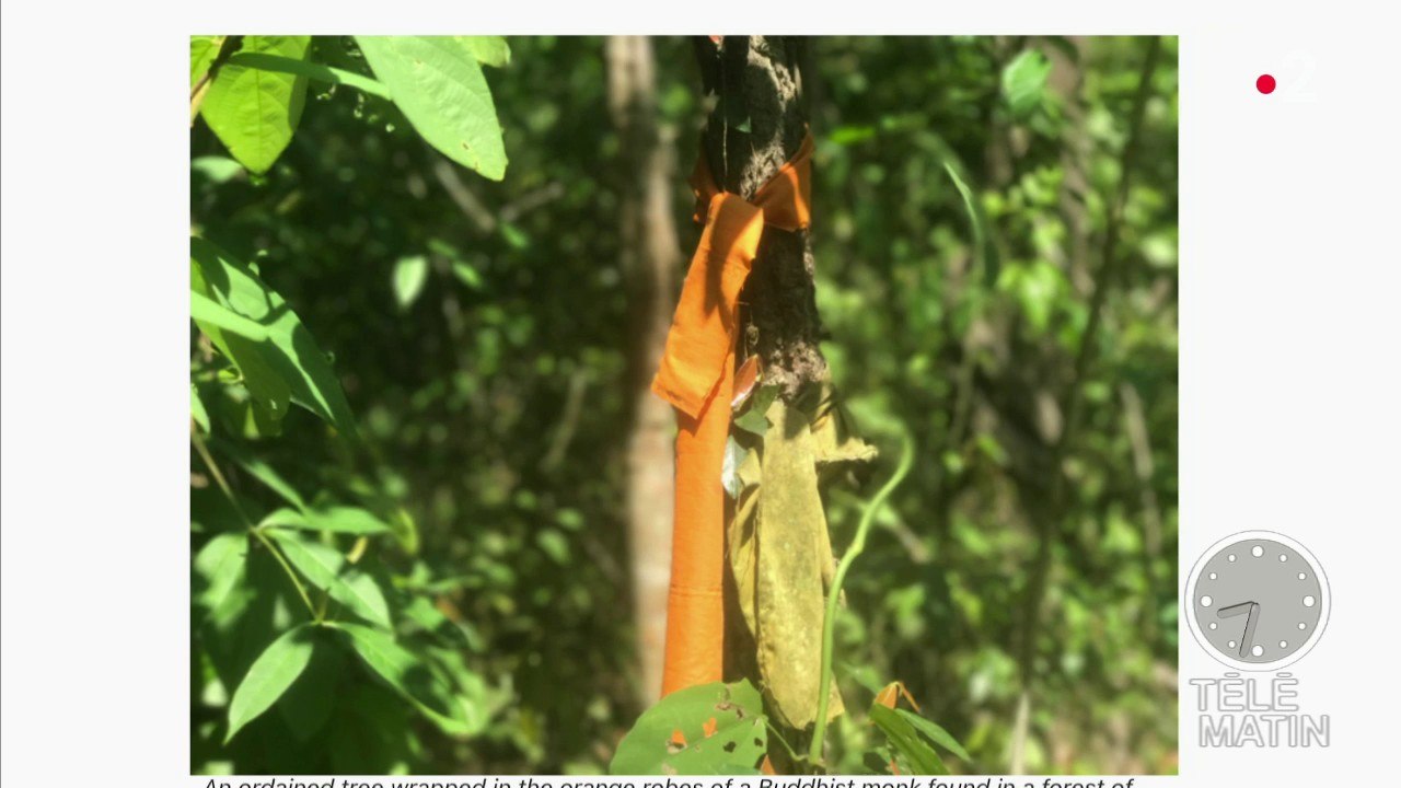 Quand les moines bouddhistes luttent contre la déforestation...