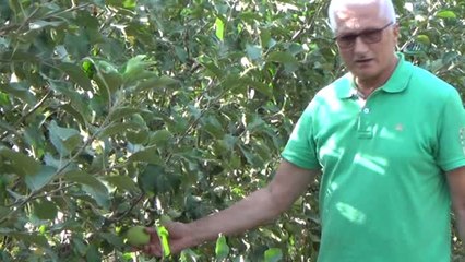 Siirt'ten Dünyaya Elma İhracatı