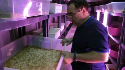 Paketleyip kilosunu 90 TL'den sattığı kurtlarla Avrupa'ya açılacak