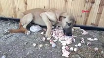 Kahramanmaraş Açlıktan Bitkin Düşen Köpeği Zabıta Kurtardı Özel